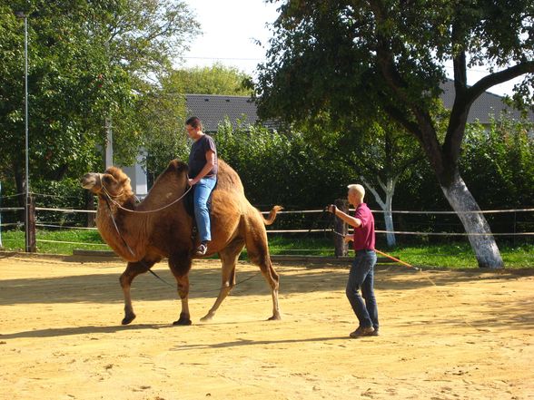 Riding a Camel 27.9.2009 - 