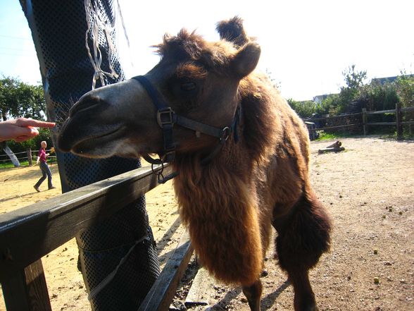 Riding a Camel 27.9.2009 - 