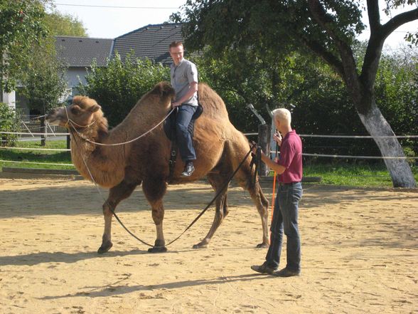 Riding a Camel 27.9.2009 - 