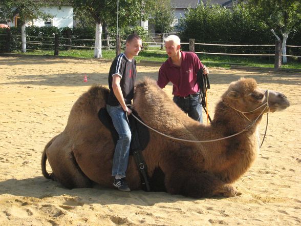 Riding a Camel 27.9.2009 - 