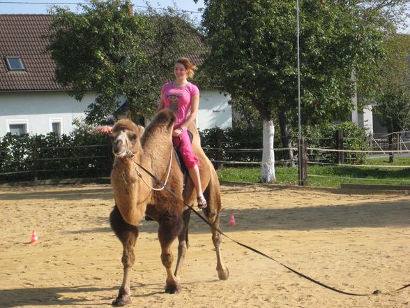 Riding a Camel 27.9.2009 - 