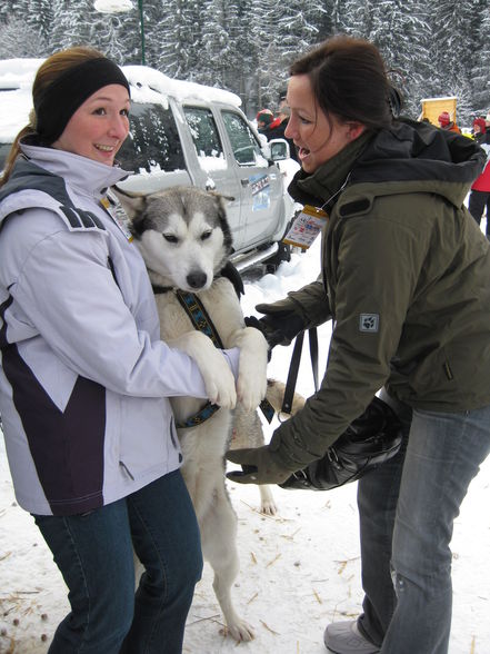 Schlittenhunderennen - 