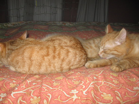 ~~~My Cats~~~ - 