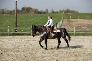 FREESTYLE-REINING - 