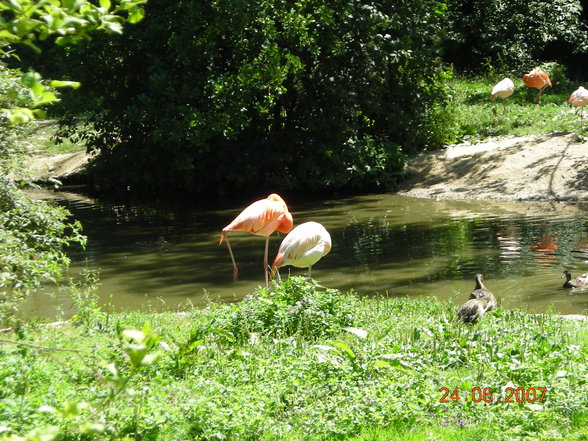 Im Schmidinger Tiergarten - 