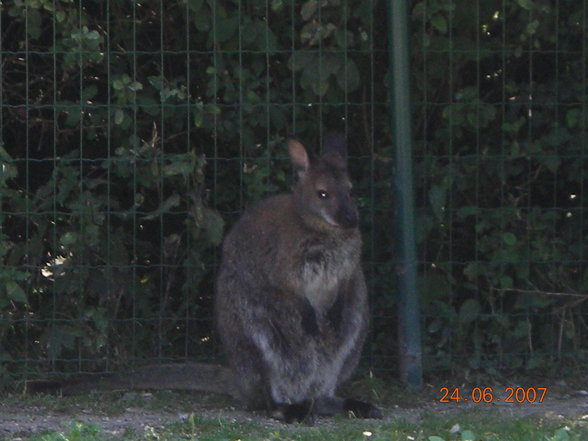 Im Schmidinger Tiergarten - 