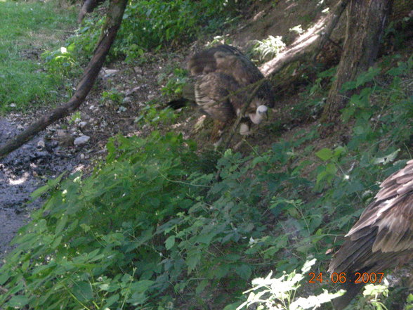 Im Schmidinger Tiergarten - 