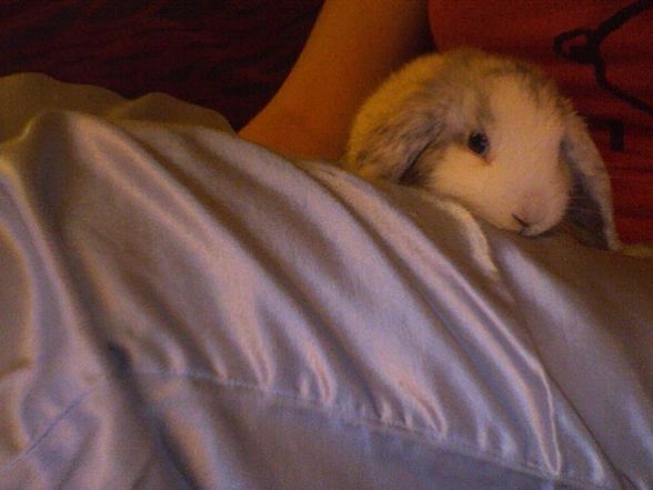 Mein Babyhase - 