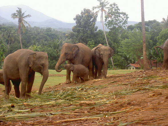 Sri Lanka 04 - 