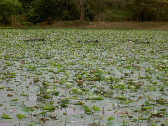 Sri Lanka 04 - 