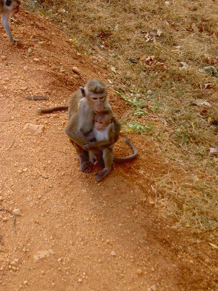 Sri Lanka 04 - 