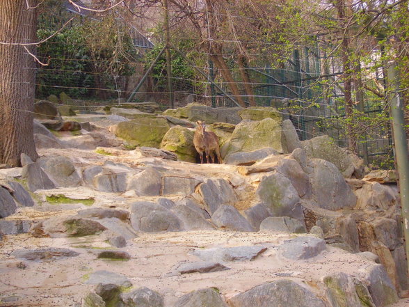 Tierpark Schönbrunn - 