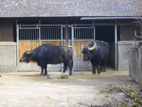 Tierpark Schönbrunn - 