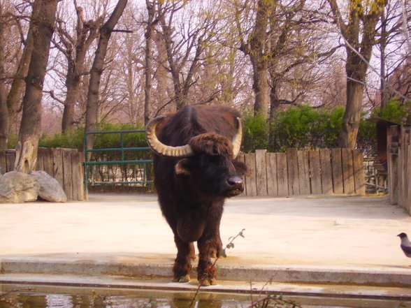 Tierpark Schönbrunn - 