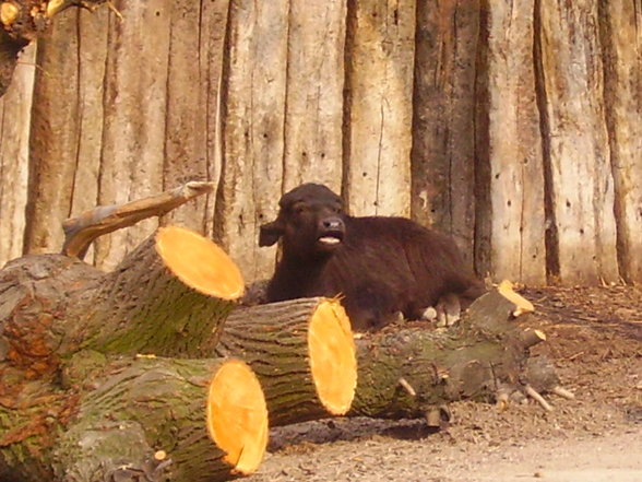 Tierpark Schönbrunn - 