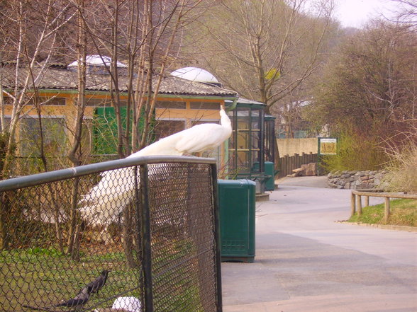 Tierpark Schönbrunn - 