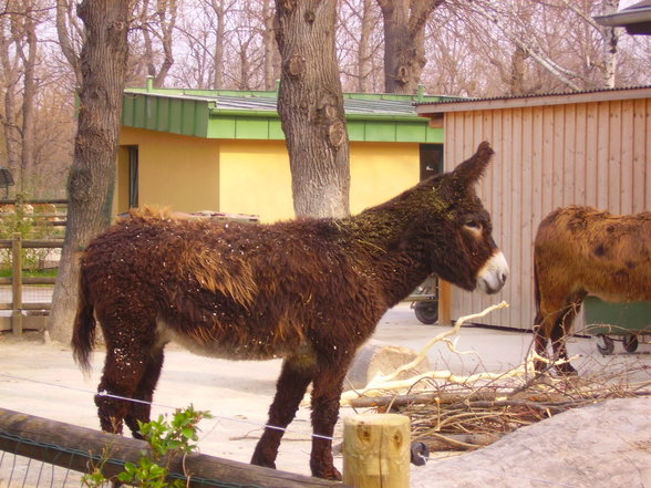 Tierpark Schönbrunn - 