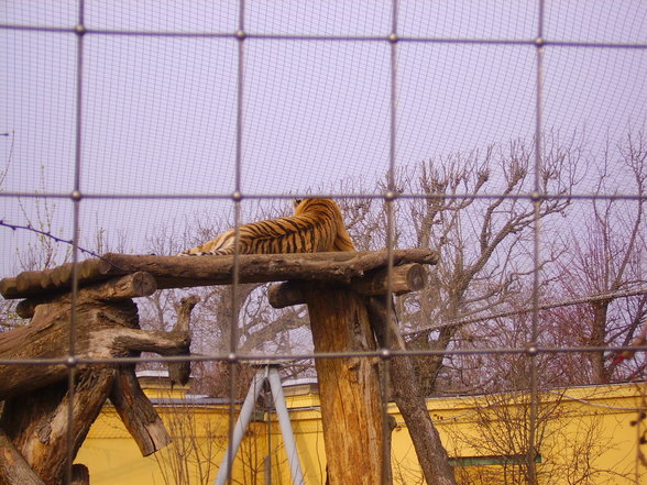 Tierpark Schönbrunn - 