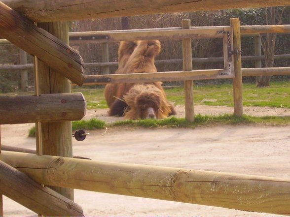 Tierpark Schönbrunn - 