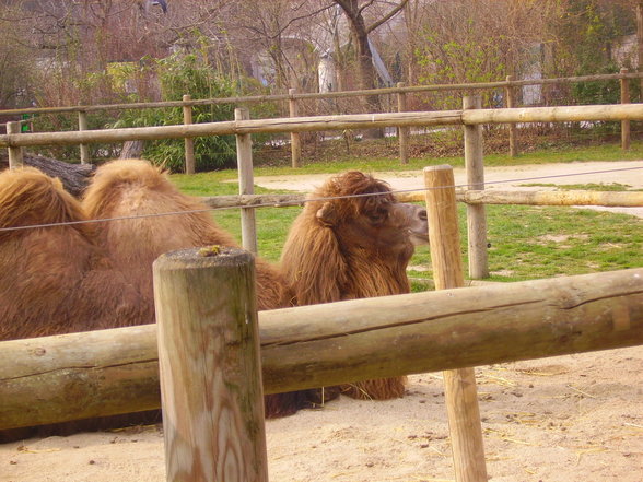 Tierpark Schönbrunn - 