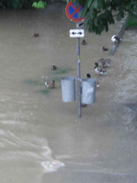 Hochwasser Steyr 2009 - 