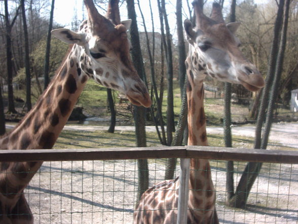 Zoo Schmiding und lena´s 2.Geburts - 