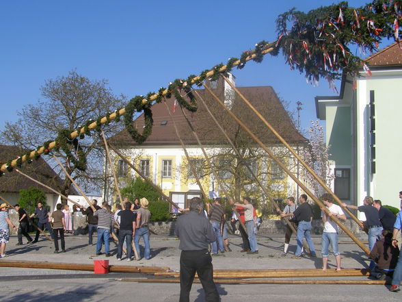 Maibaum aufstön 2008 - 