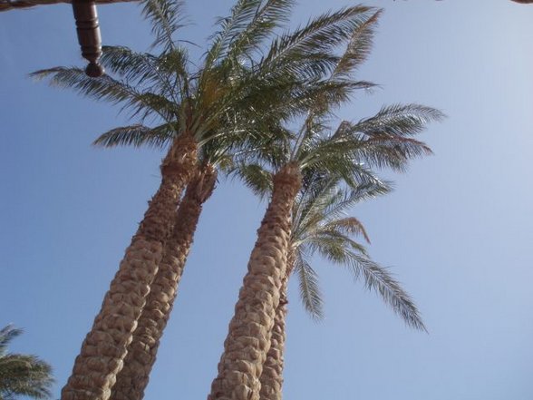 Sharm El Sheikh 07 - 