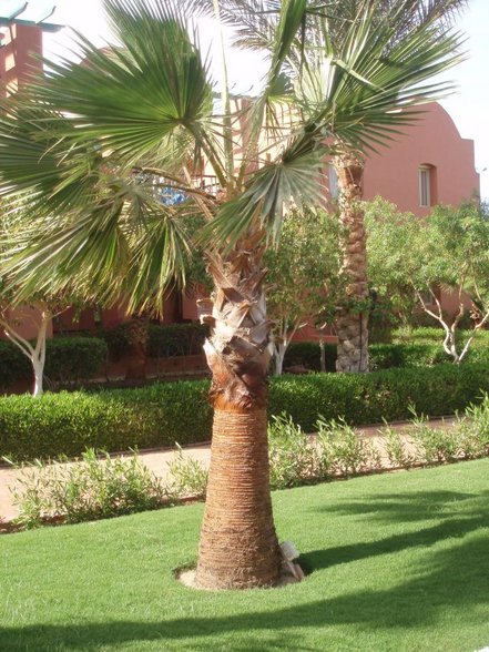 Sharm El Sheikh 07 - 