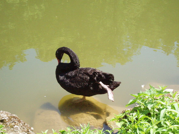 Tiergarten Stadt Haag - 