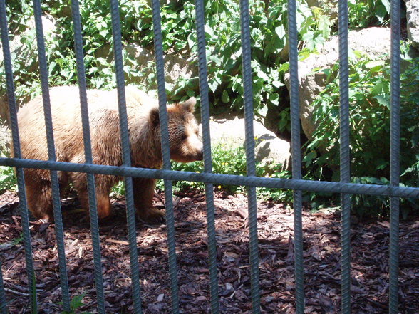 Tiergarten Stadt Haag - 