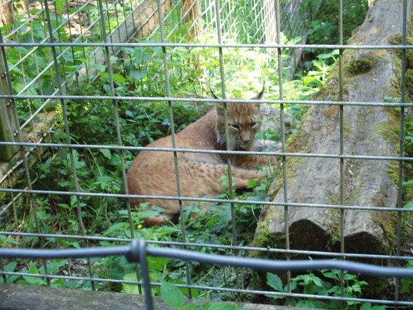 Tiergarten Stadt Haag - 