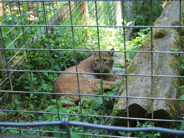 Tiergarten Stadt Haag - 