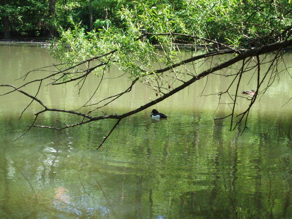 Tiergarten Stadt Haag - 