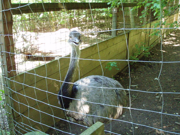 Tiergarten Stadt Haag - 