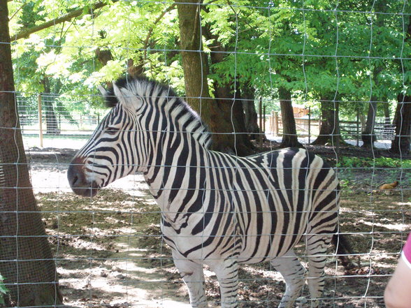 Tiergarten Stadt Haag - 