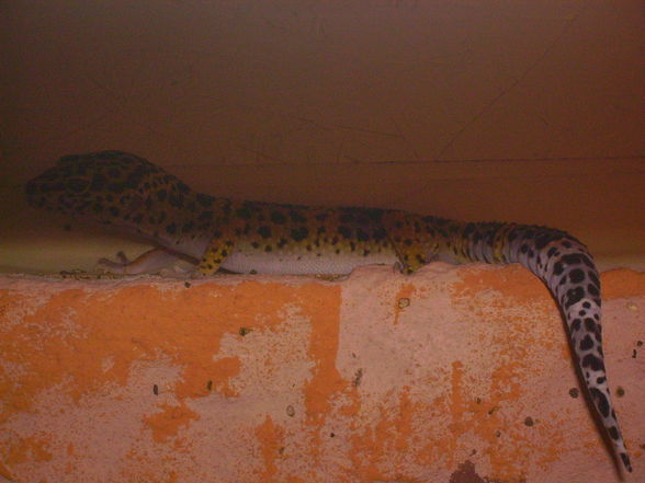 MeInE cHeKo GeCkOs - 