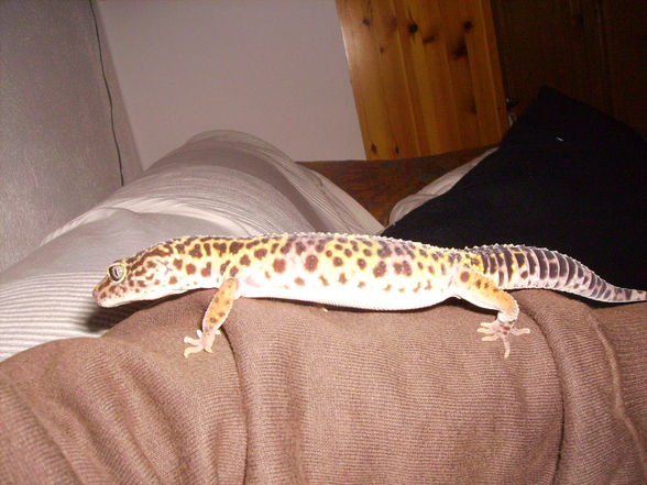 MeInE cHeKo GeCkOs - 