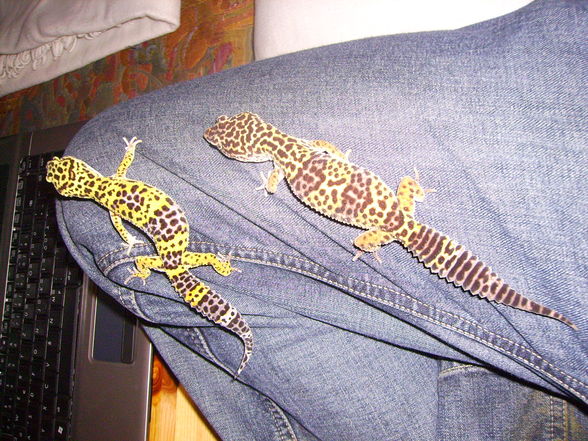 MeInE cHeKo GeCkOs - 