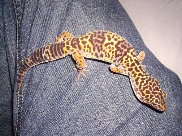 MeInE cHeKo GeCkOs - 