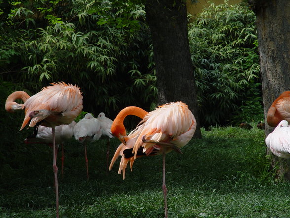 Fabelhafte Tierwelt Schönbrunn - 