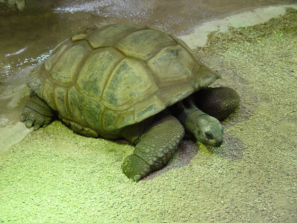 Fabelhafte Tierwelt Schönbrunn - 