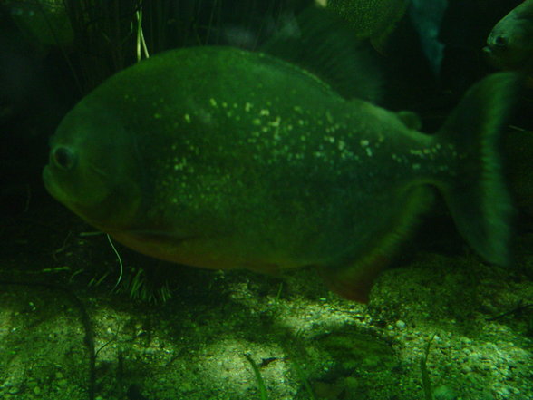 Fabelhafte Tierwelt Schönbrunn - 