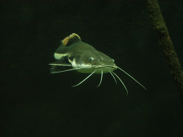 Fabelhafte Tierwelt Schönbrunn - 