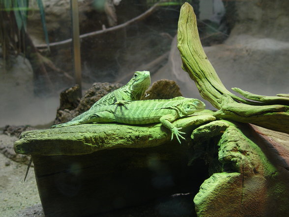 Fabelhafte Tierwelt Schönbrunn - 