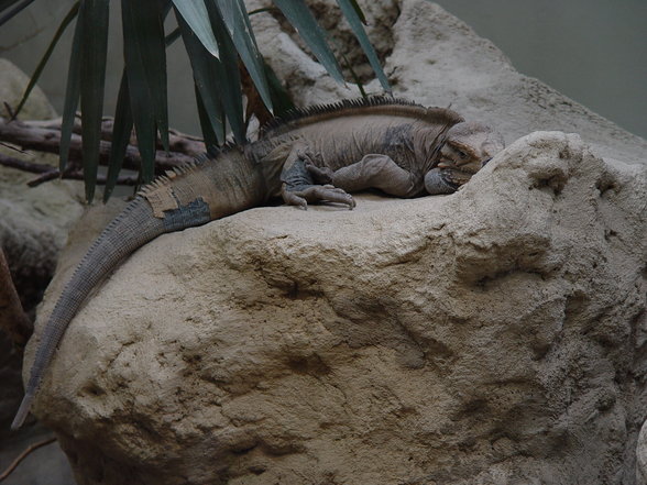 Fabelhafte Tierwelt Schönbrunn - 