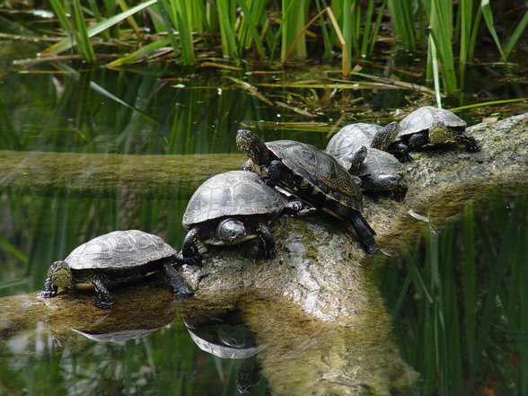 Fabelhafte Tierwelt Schönbrunn - 