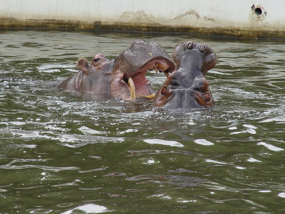 Fabelhafte Tierwelt Schönbrunn - 