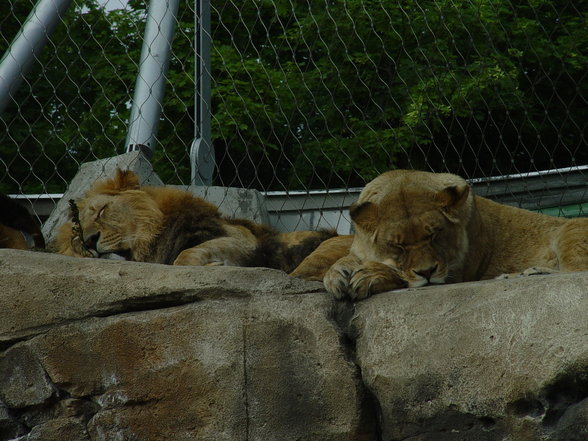 Fabelhafte Tierwelt Schönbrunn - 