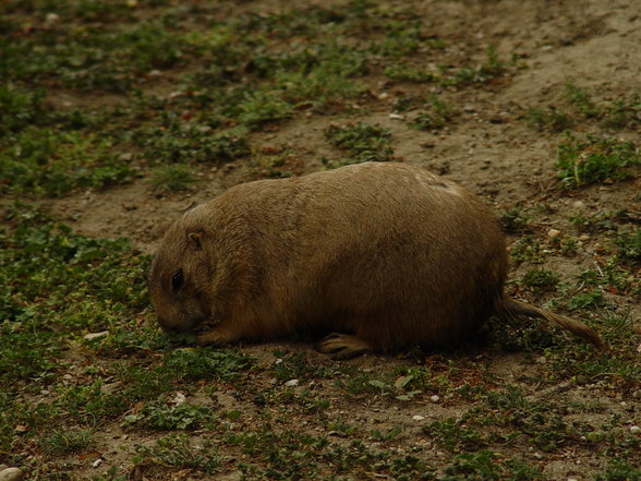 Fabelhafte Tierwelt Schönbrunn - 